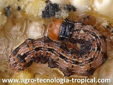 gusano cogollero del maiz ataca pimentones dentro de un invernadero con malla antiafidos